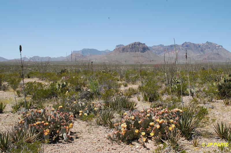 Parc National de Big Bend